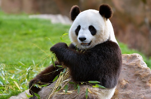 Panda